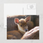 Carte Postale cerf (Devant / Derrière)