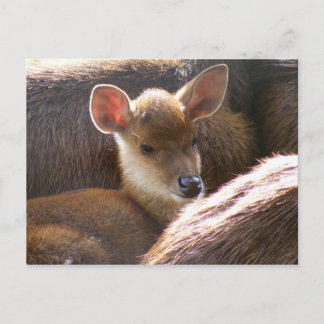 Carte Postale cerf