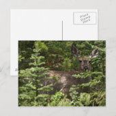 Carte Postale Cerf (Devant / Derrière)