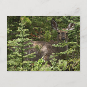 Carte Postale Cerf
