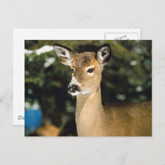 Carte Postale Cerf (Devant / Derrière)