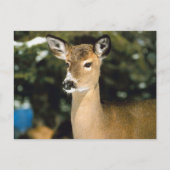 Carte Postale Cerf (Devant)