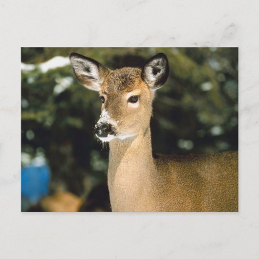 Carte Postale Cerf (Devant)