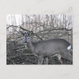 Carte Postale Cerf
