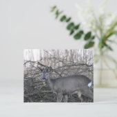 Carte Postale Cerf (Debout devant)