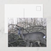 Carte Postale Cerf (Devant / Derrière)