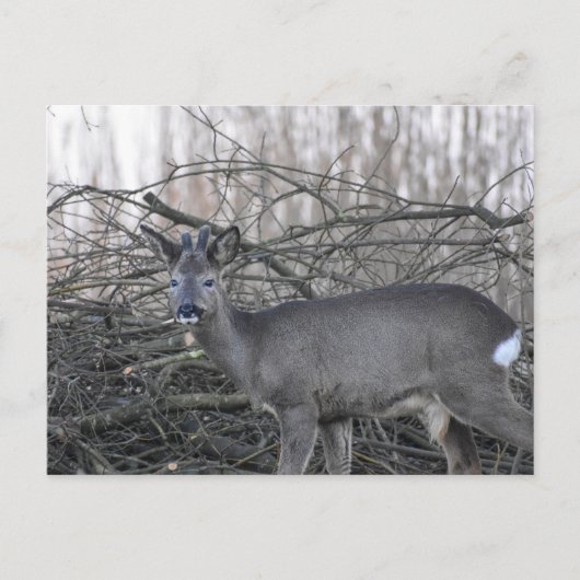 Carte Postale Cerf (Devant)