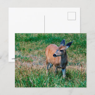 Carte Postale Cerf