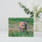 Carte Postale Cerf (Debout devant)