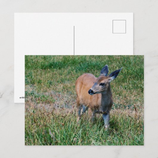 Carte Postale Cerf (Devant / Derrière)