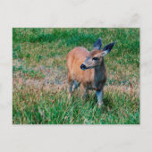 Carte Postale Cerf (Devant)