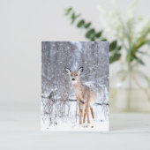 Carte Postale Cerf (Debout devant)