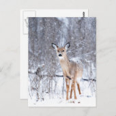 Carte Postale Cerf (Devant / Derrière)