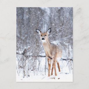 Carte Postale Cerf