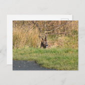 Carte Postale Cerf (Devant / Derrière)