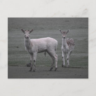 Carte Postale Cerf