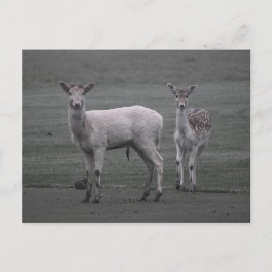 Carte Postale Cerf (Devant)