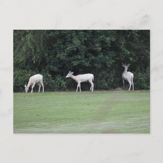 Carte Postale Cerf  (Devant)