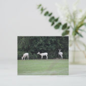 Carte Postale Cerf  (Debout devant)