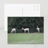 Carte Postale Cerf  (Devant / Derrière)