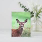 Carte Postale cerf (Debout devant)