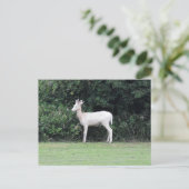 Carte Postale Cerf (Debout devant)