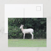 Carte Postale Cerf (Devant / Derrière)