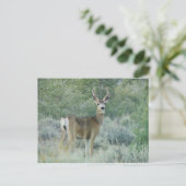 Carte Postale Cerf (Debout devant)
