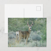 Carte Postale Cerf (Devant / Derrière)
