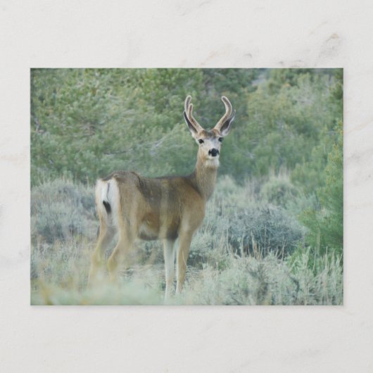 Carte Postale Cerf (Devant)