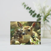 Carte Postale Cerf (Debout devant)