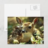 Carte Postale Cerf (Devant / Derrière)