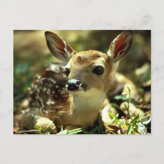 Carte Postale Cerf (Devant)