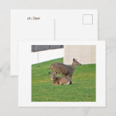 Carte Postale Cerf (Devant / Derrière)
