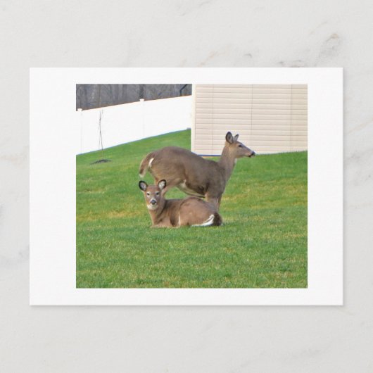 Carte Postale Cerf (Devant)