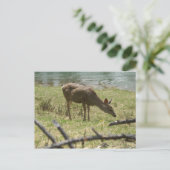 Carte Postale Cerf (Debout devant)