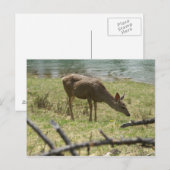 Carte Postale Cerf (Devant / Derrière)