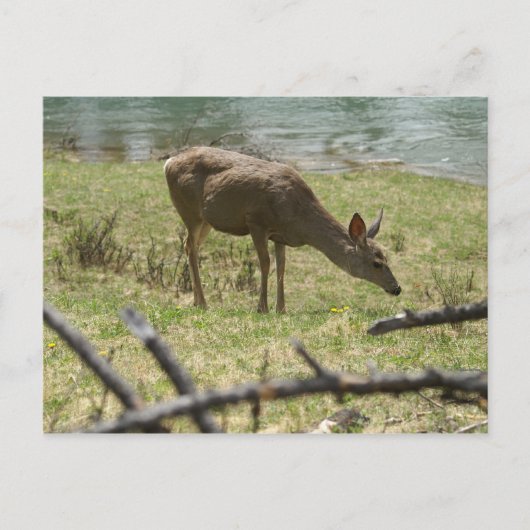 Carte Postale Cerf (Devant)