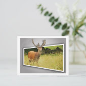Carte Postale Cerf (Debout devant)