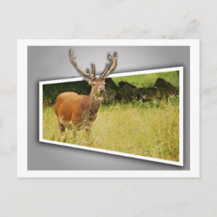 Carte Postale Cerf
