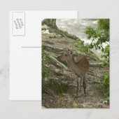 Carte Postale Cerf (Devant / Derrière)