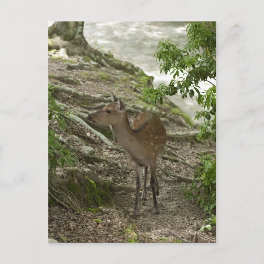 Carte Postale Cerf (Devant)