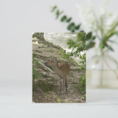 Carte Postale Cerf (Debout devant)