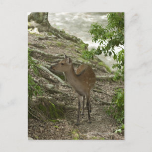 Carte Postale Cerf