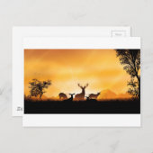 Carte Postale Cerf (Devant / Derrière)