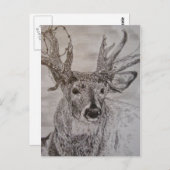 Carte Postale cerf 2 (Devant / Derrière)