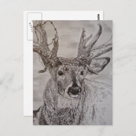 Carte Postale cerf 2 (Devant / Derrière)