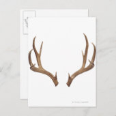 Carte Postale Cerf à dix points (Devant / Derrière)