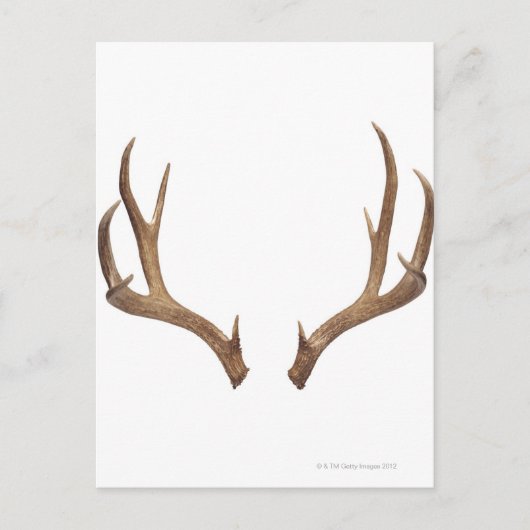 Carte Postale Cerf à dix points (Devant)