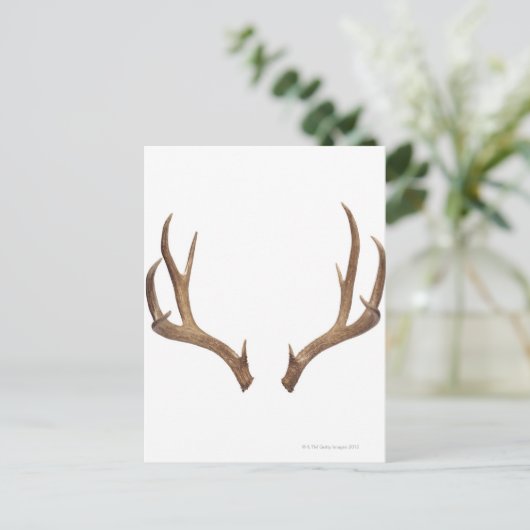 Carte Postale Cerf à dix points (Debout devant)